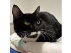 Adopt Hermione (companion To Frank) a Domestic Short Hair