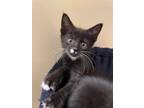 Adopt Lucy's Pickles KITTEN a Domestic Short Hair