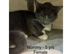 Adopt Nommy a Domestic Short Hair