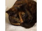 Adopt Lilly Ann a Domestic Short Hair