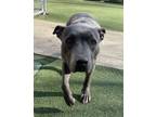 Adopt CiCi a Pit Bull Terrier, Mixed Breed