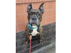 Adopt Georgie a Boxer, Mixed Breed