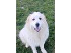 Adopt Susie-Q a Great Pyrenees