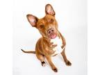Adopt Nelly a Pit Bull Terrier