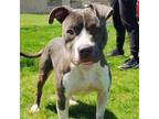 Adopt Spring a American Staffordshire Terrier