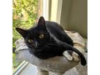 Adopt Nicolette a Domestic Short Hair