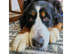 Adopt Ruby a Bernese Mountain Dog