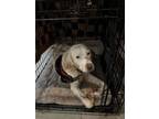 Adopt Pearl a English Setter