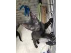 Adopt Baby Bell a Domestic Short Hair