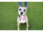 Adopt Poison Ivy a Mixed Breed
