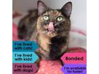 Adopt Duchess a Domestic Short Hair