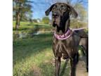 Adopt Mouse a Great Dane