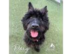 Adopt Dory a Scottish Terrier