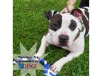Adopt Keira a Pit Bull Terrier