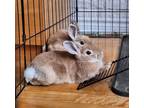 Adopt Cassonade(NEZ BRUN) a Bunny Rabbit