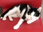 Adopt Jade $45 Fostered a Domestic Short Hair