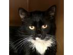 Adopt Lilli $45 Fostered a Domestic Short Hair