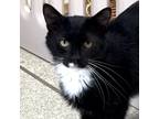 Adopt Lilli $45 Fostered a Domestic Short Hair