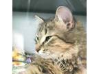 Adopt peaches a Domestic Long Hair