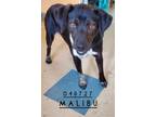 Adopt Malibu a Labrador Retriever, Mixed Breed