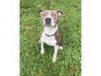 Adopt Hedges a Pit Bull Terrier, Mixed Breed