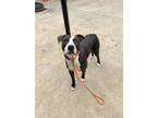 Adopt Chloe a Pit Bull Terrier, Mixed Breed