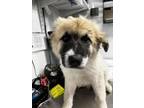 Adopt July a Great Pyrenees, Mixed Breed