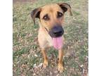 Adopt Winona a Black Mouth Cur