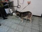 Adopt Sitka a Husky, Mixed Breed