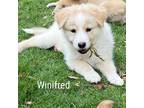 Adopt Winifred a Shepherd