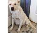 Adopt Coconut a Mixed Breed