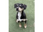 Adopt Lizzy a Mixed Breed
