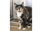 Adopt Fifi a Domestic Short Hair