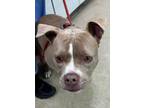 Adopt Wilma a Mixed Breed