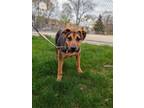 Adopt Hattie a Shepherd, Mixed Breed