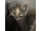 Adopt Tootie a Domestic Short Hair