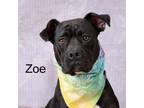 Adopt Zoe a Boxer
