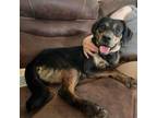 Adopt Paisley a Hound, Rottweiler