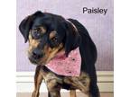 Adopt Paisley a Hound, Rottweiler