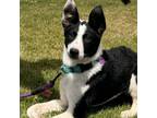 Adopt Katniss a Border Collie, Mixed Breed
