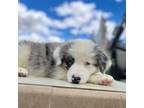 Australian Shepherd Puppy for sale in Palmdale, CA, USA