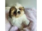 Shih Tzu Puppy for sale in Momence, IL, USA
