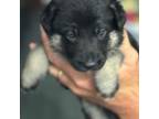 German Shepherd Dog Puppy for sale in Milton, FL, USA