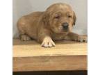 Labrador Retriever Puppy for sale in Yucaipa, CA, USA