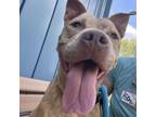 Adopt Penny a Pit Bull Terrier