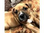 Adopt The Cuties: Lilah (Puppy) a Mixed Breed