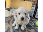 Golden Retriever Puppy for sale in Hermosa, SD, USA