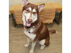 Adopt Poppy a Husky