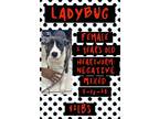 Adopt Ladybug a Mixed Breed