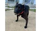 Adopt Pepper a Labrador Retriever